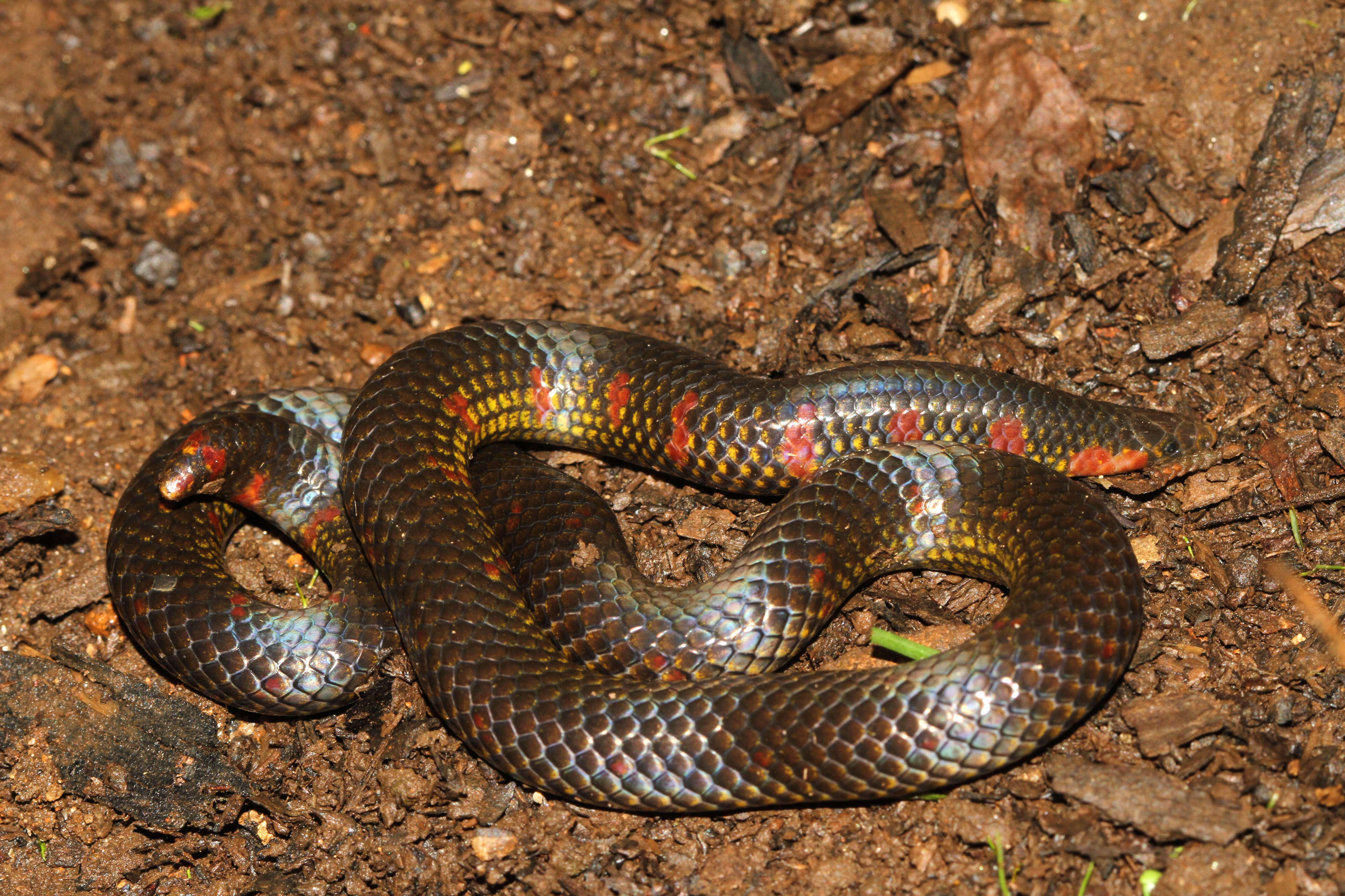 صورة Uropeltis maculatus