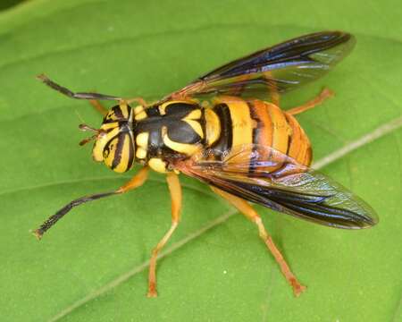 Image of Spilomyia