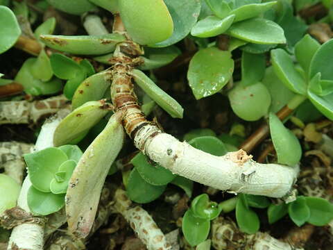 Image of Crassula lactea