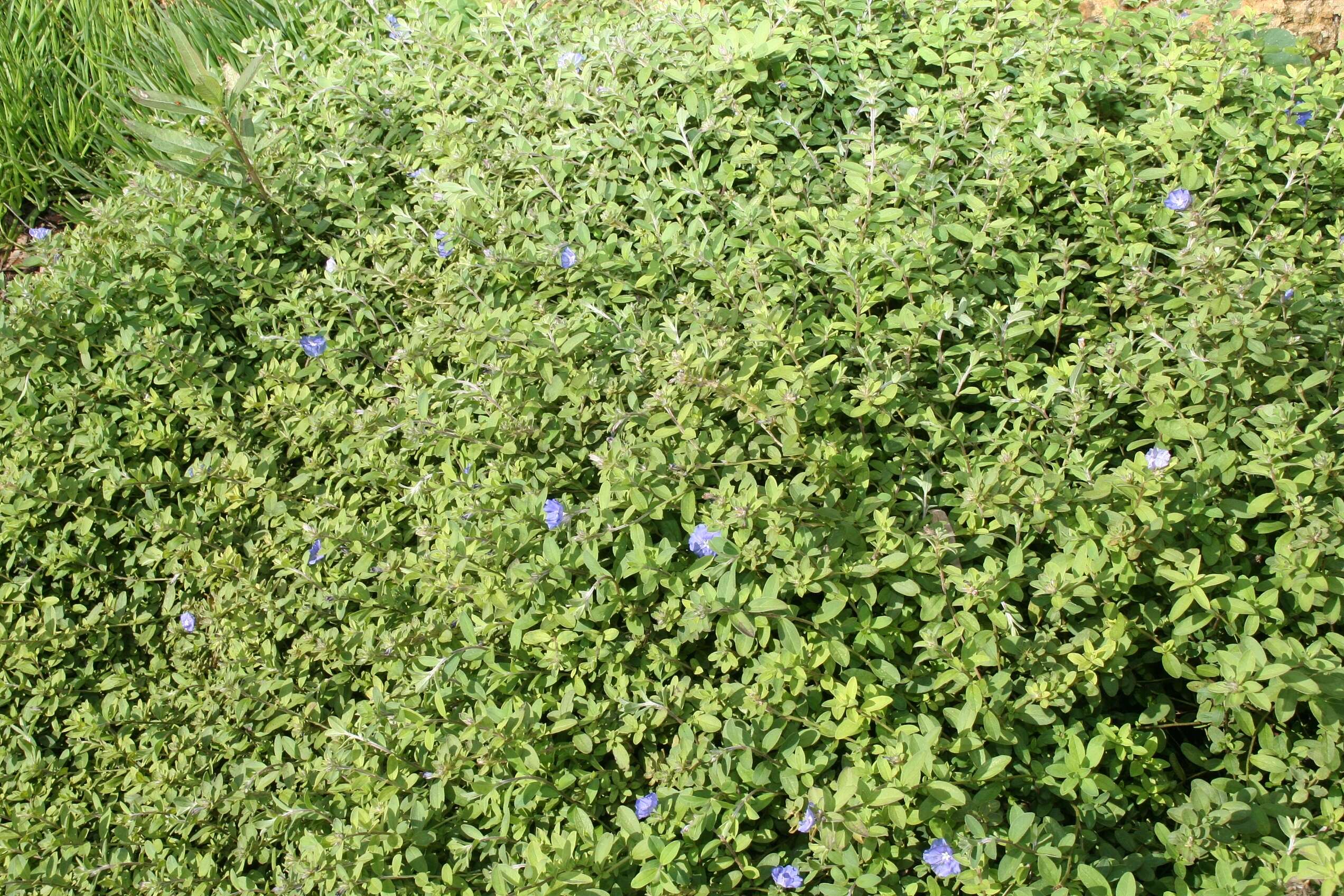 Image of Brazilian dwarf morning-glory