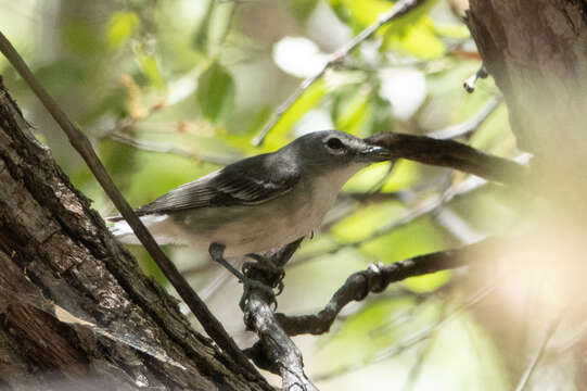 Image of Plumbeous Vireo