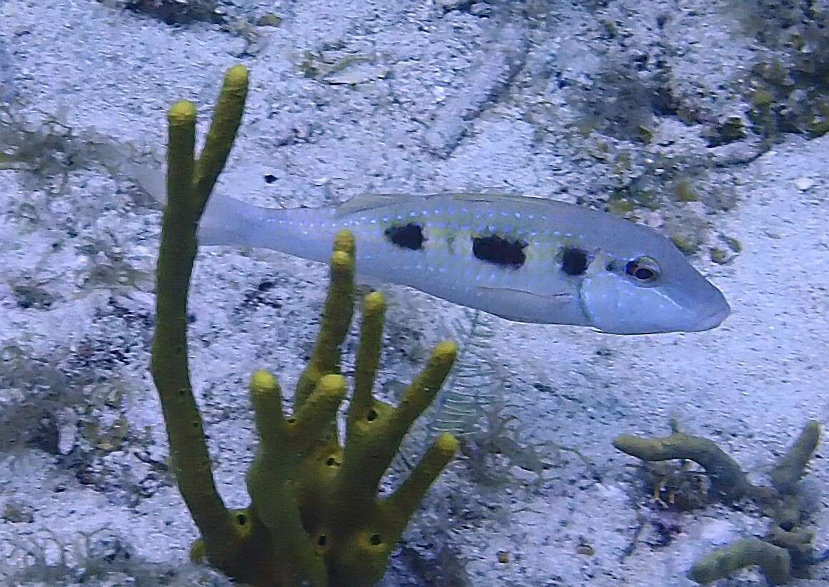 Image of Spotted Goatfish