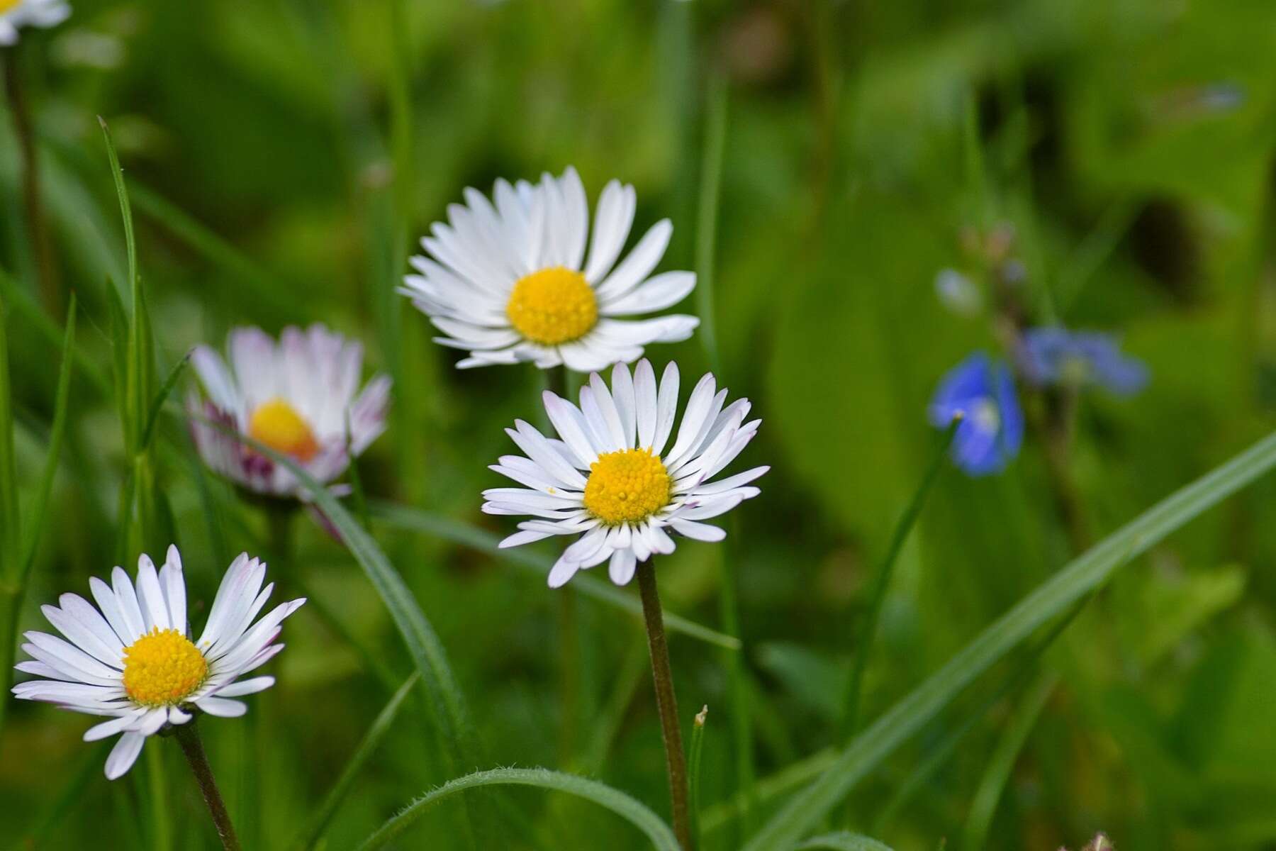 Image of Daisy