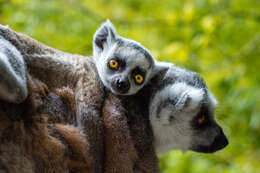 Image of Lemur Linnaeus 1758