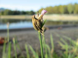 Image of Proliferous Pink