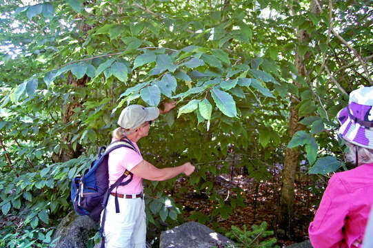 Image de Hêtre à grandes feuilles