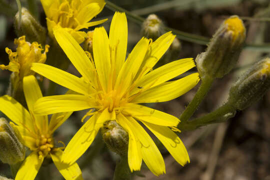 Crepis occidentalis Nutt. resmi