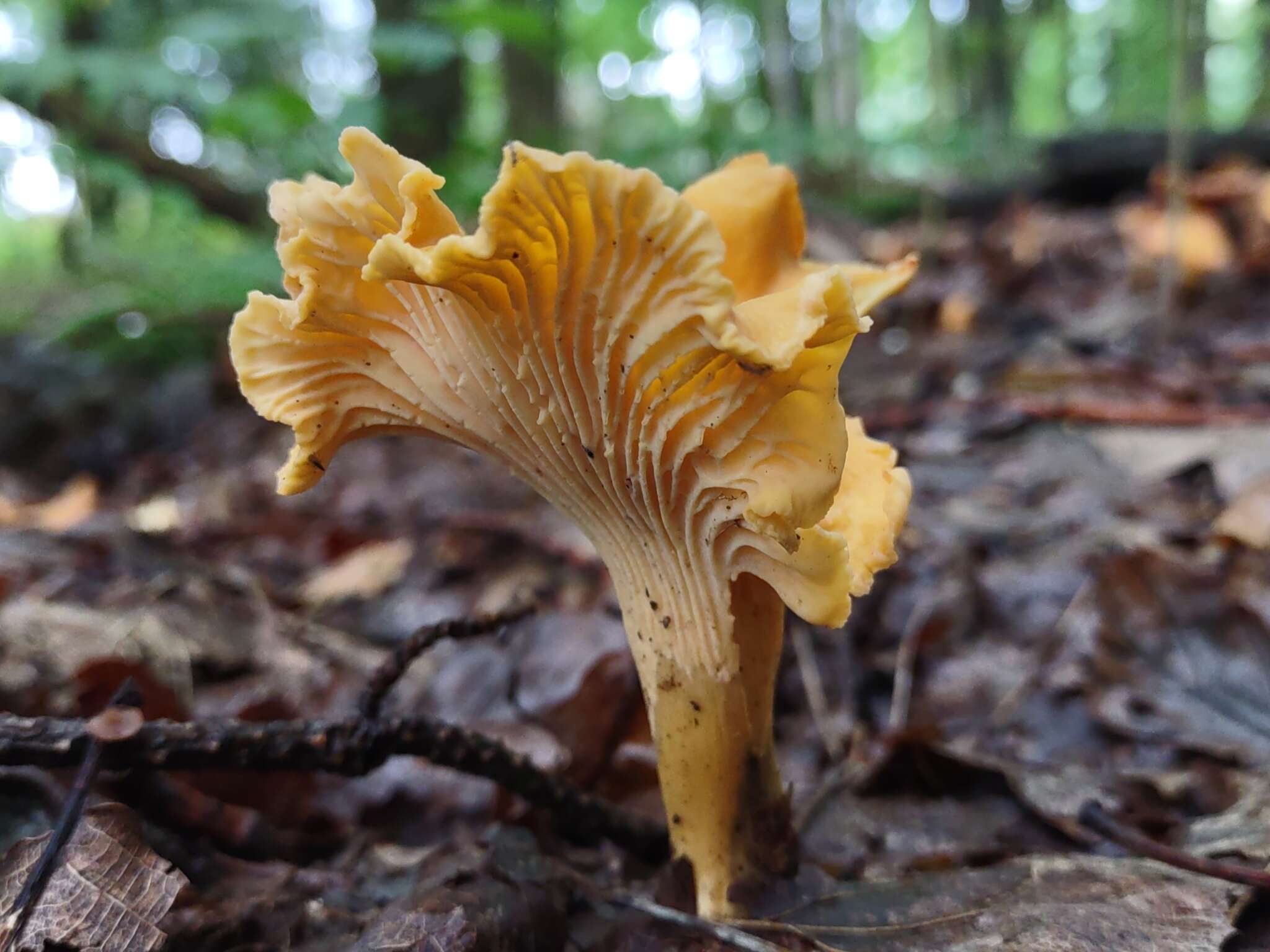 Image of Chanterelle