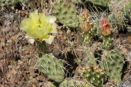 Image of Panhandle Prickly-pear