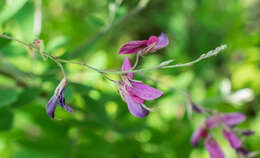 Image of bicolor lespedeza