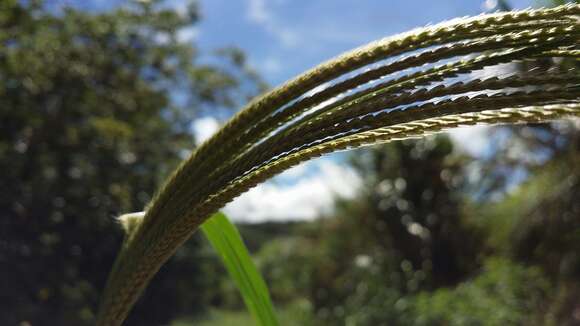 Image of southern crabgrass