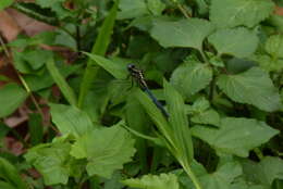 Image of Orthetrum luzonicum (Brauer 1868)