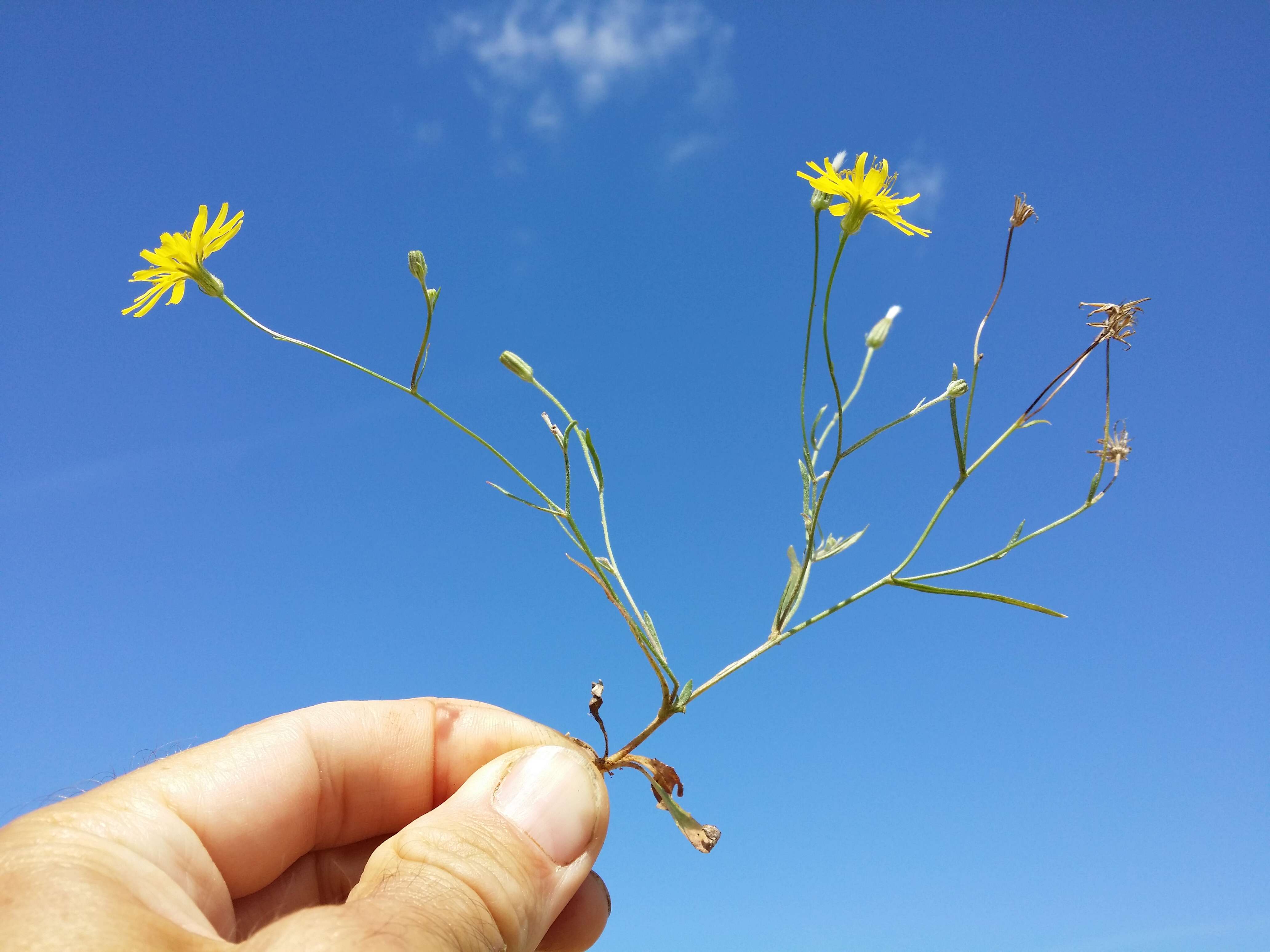 Image of narrowleaf hawksbeard