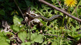 Image of Common Garter Snake