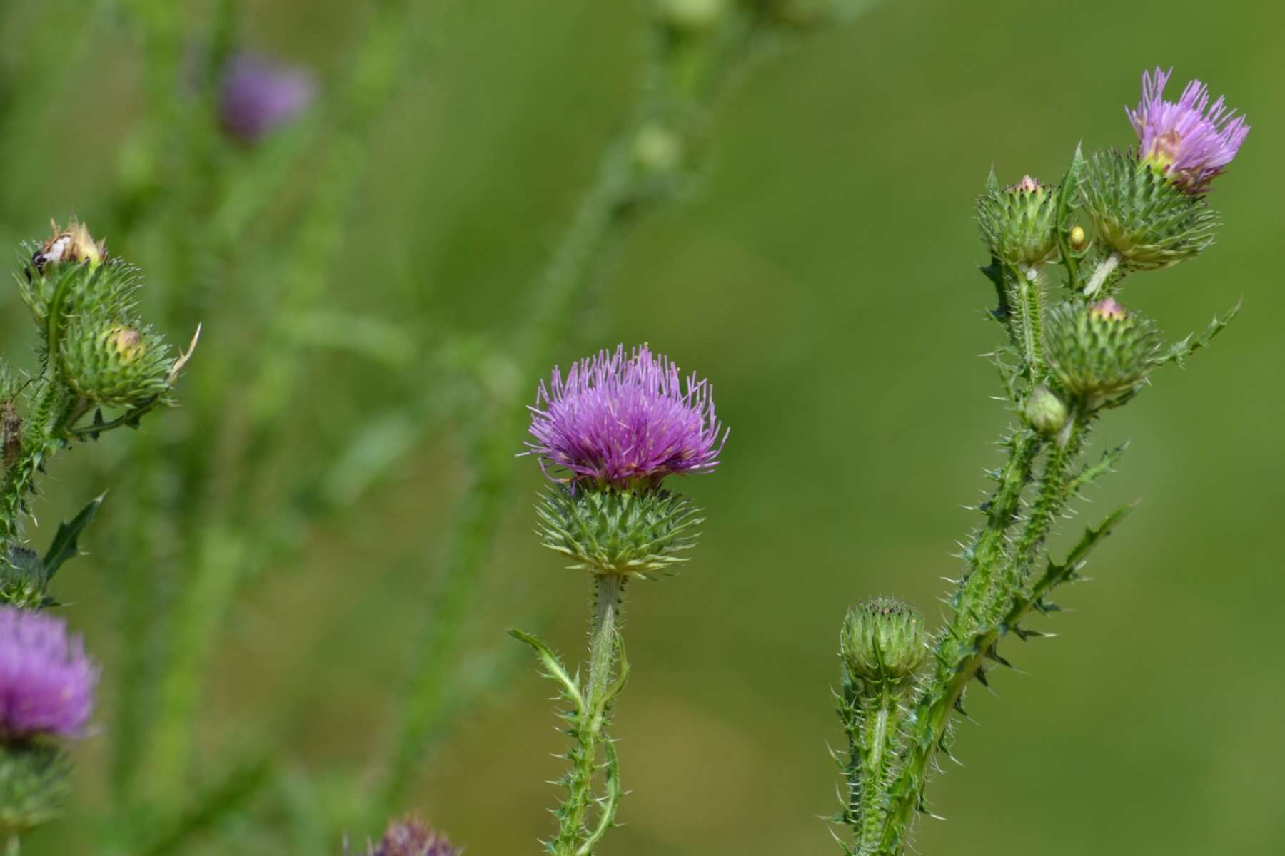 Слика од Carduus acanthoides L.