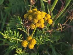 Image of common tansy