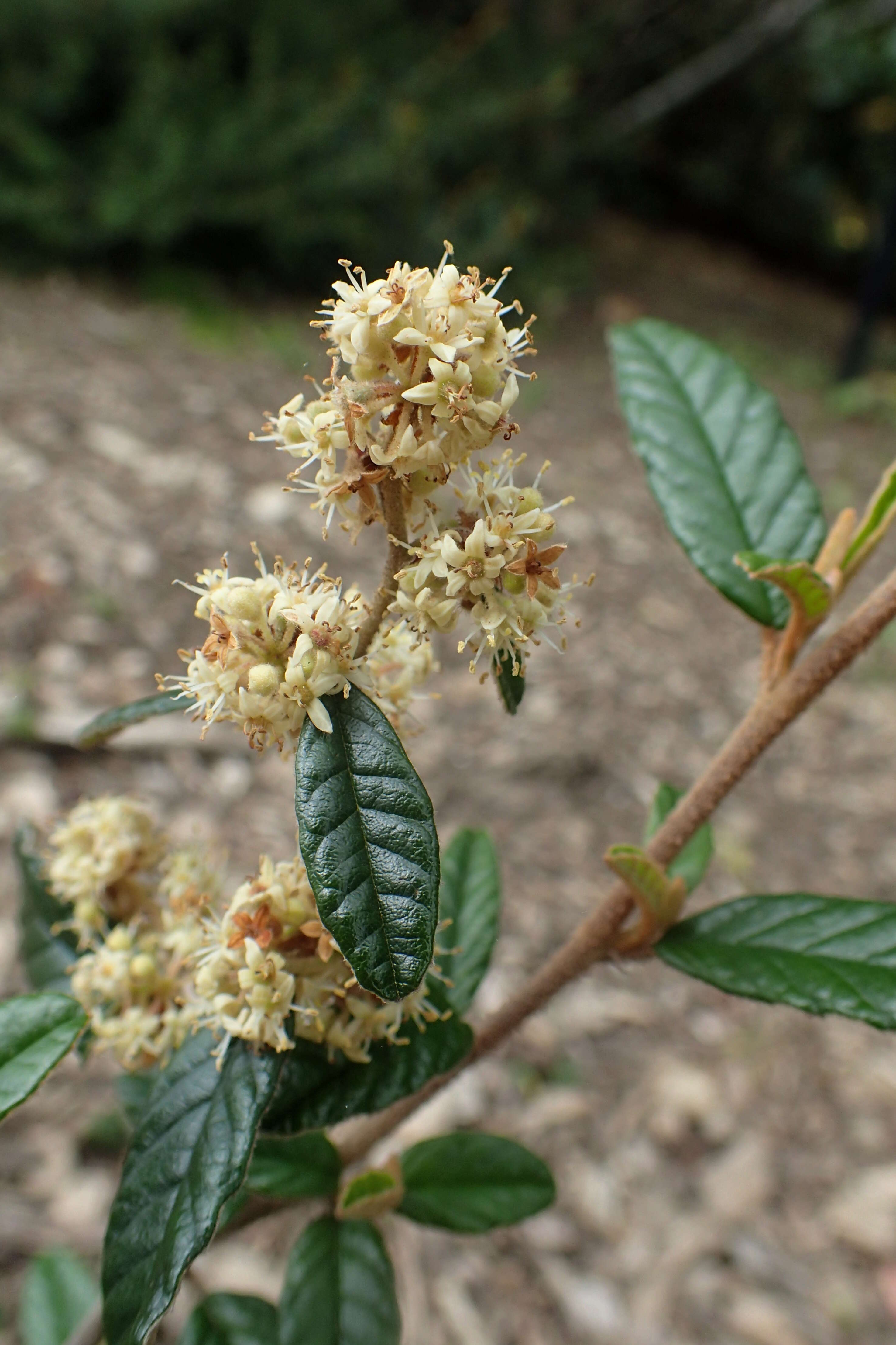 Image of Pomaderris rugosa Cheesem.