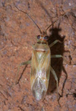 Image of Orthotylus ornatus Van Duzee 1916