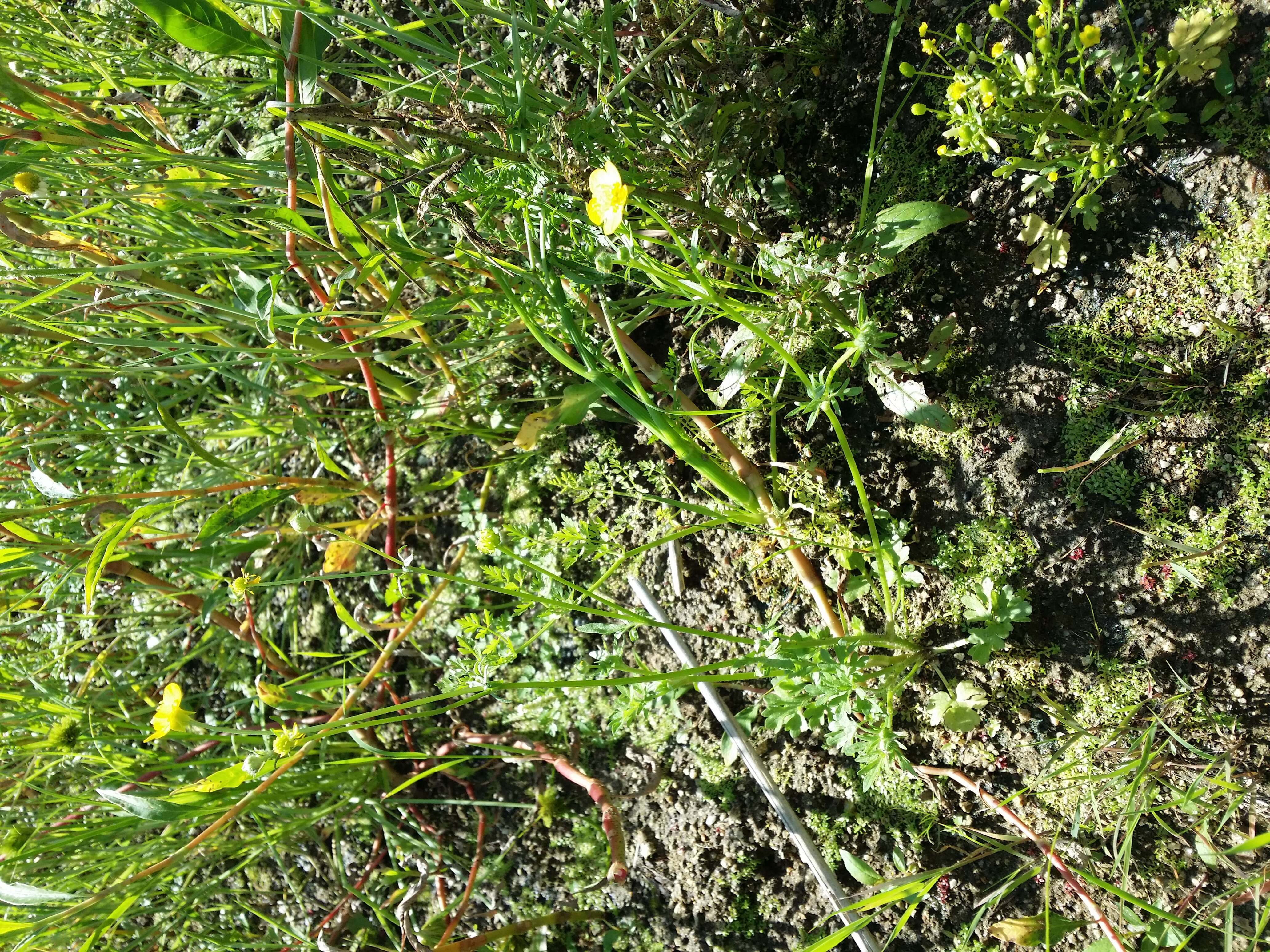 Image of hairy buttercup