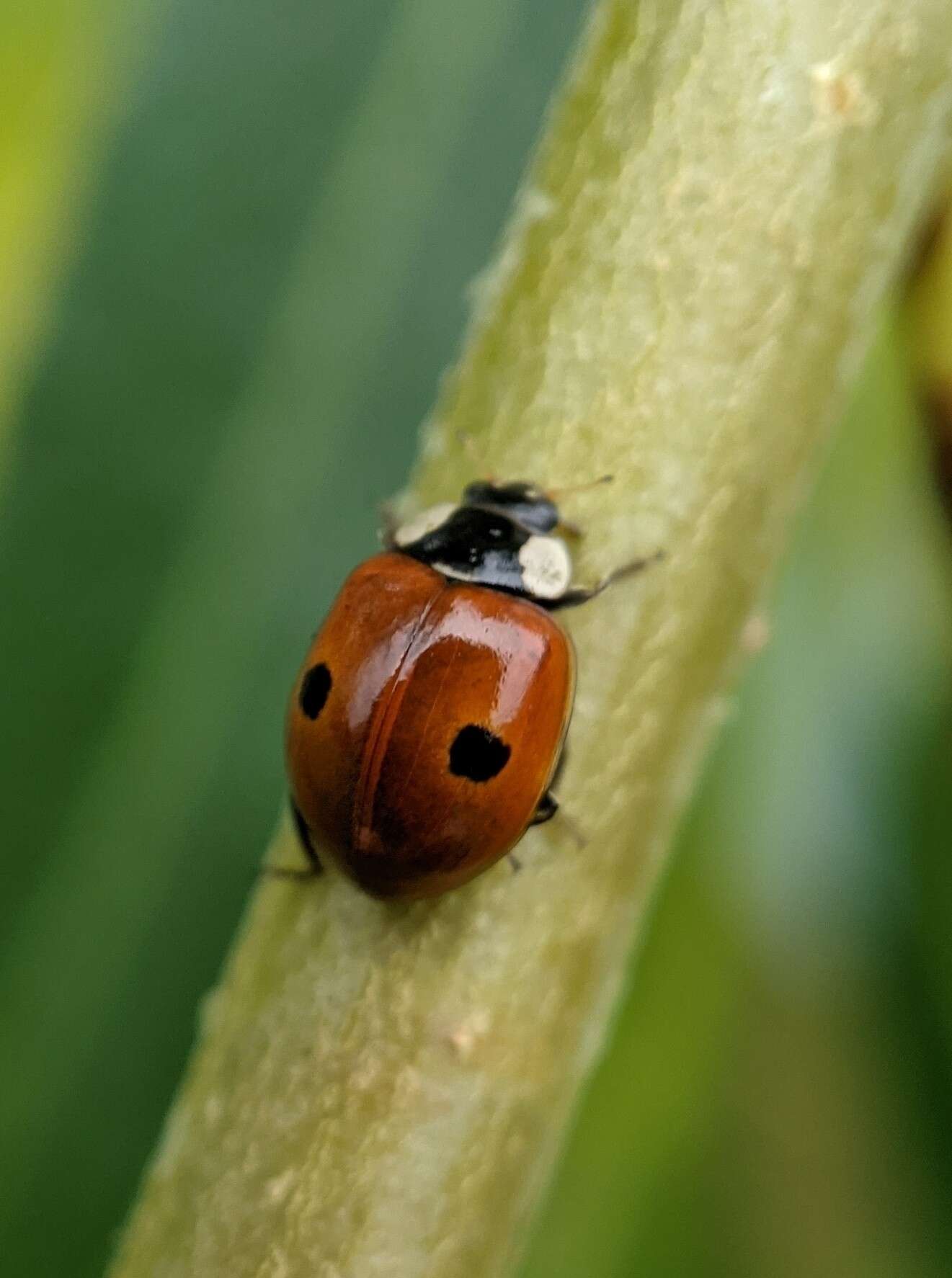 Adalia bipunctata (Linnaeus 1758) resmi