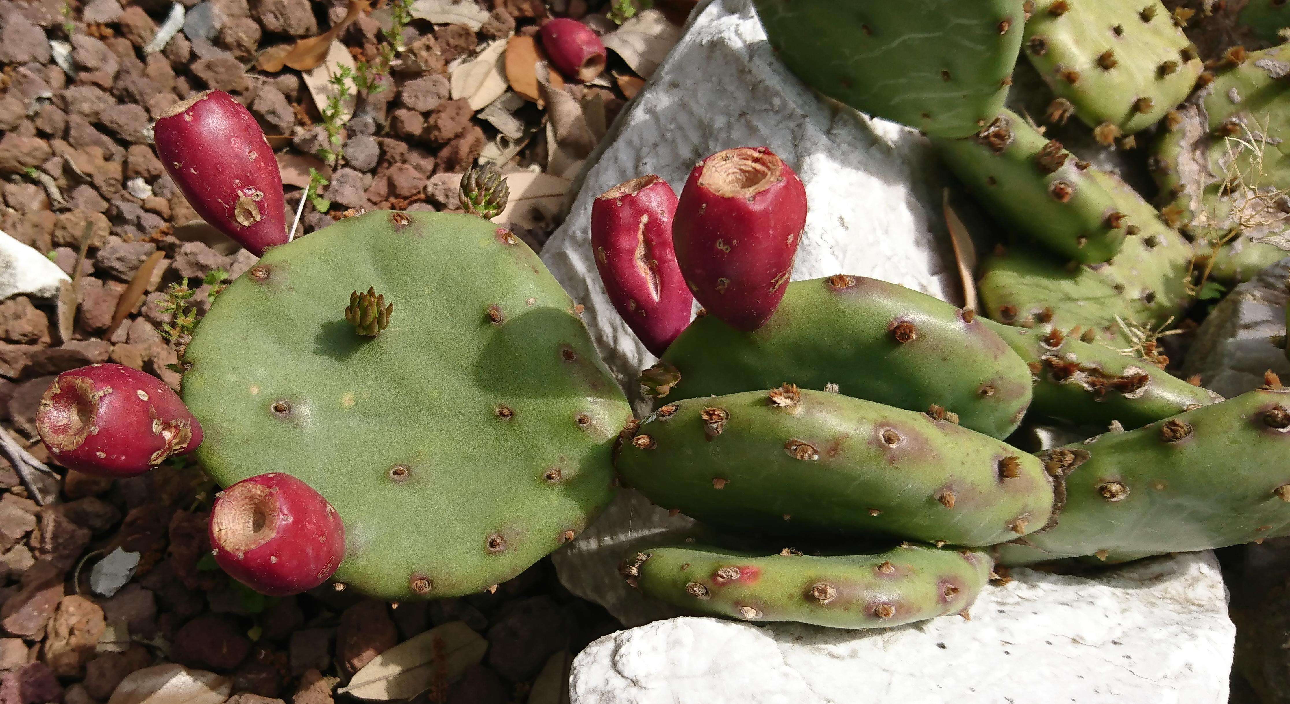 Image of Eastern Prickly Pear