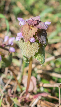 Image of purple archangel