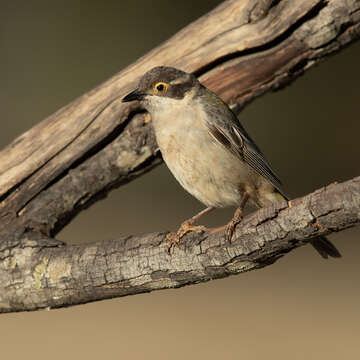 Image of Brown-headed Honeyeater