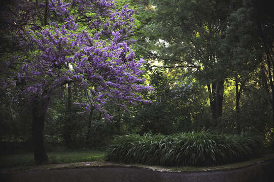 Image of Judas-tree