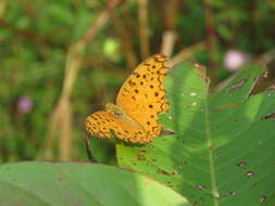 Image of Common Leopard