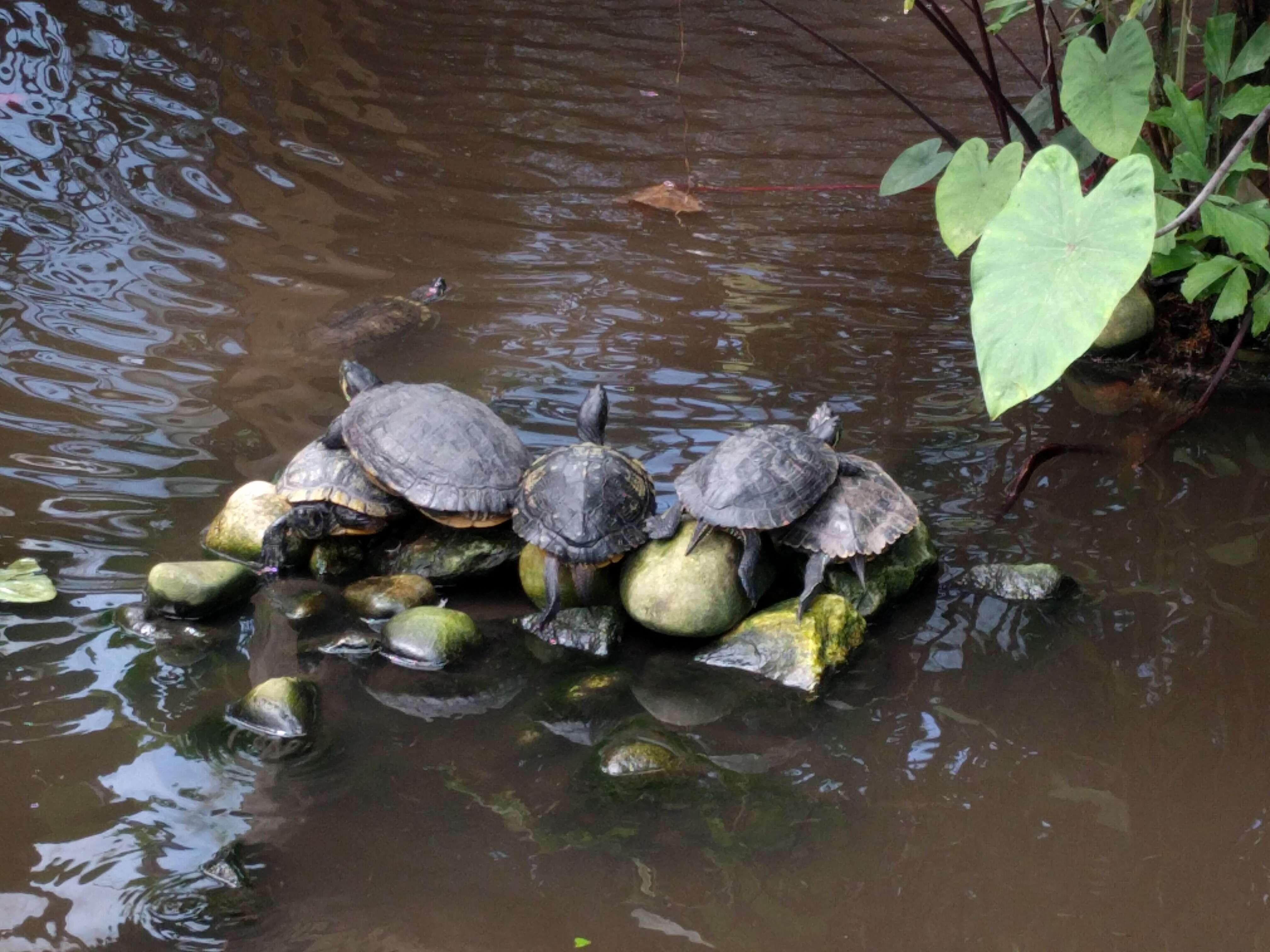 Image of slider turtle, red-eared terrapin, red-eared slider