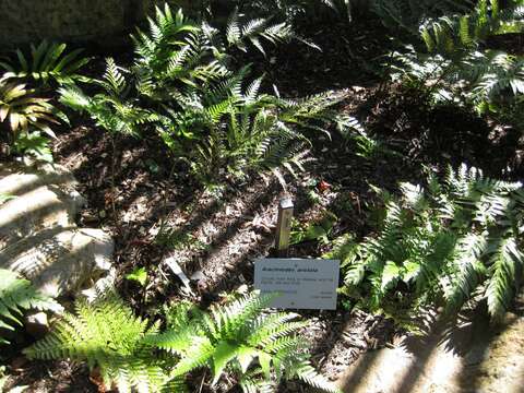 Image of East Indian hollyfern