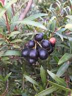 Syzygium pondoense Engl. resmi