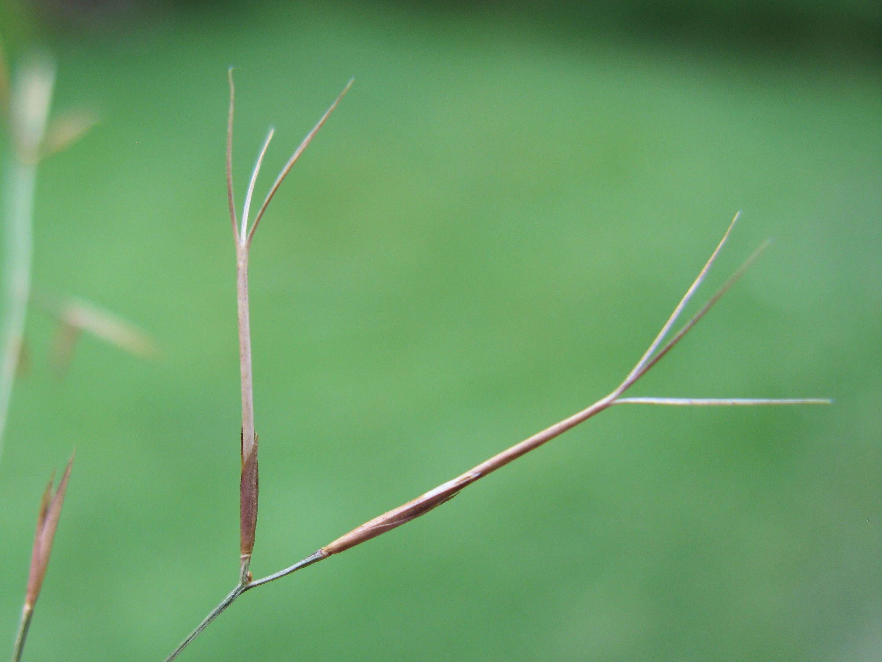 Слика од Aristida vagans Cav.