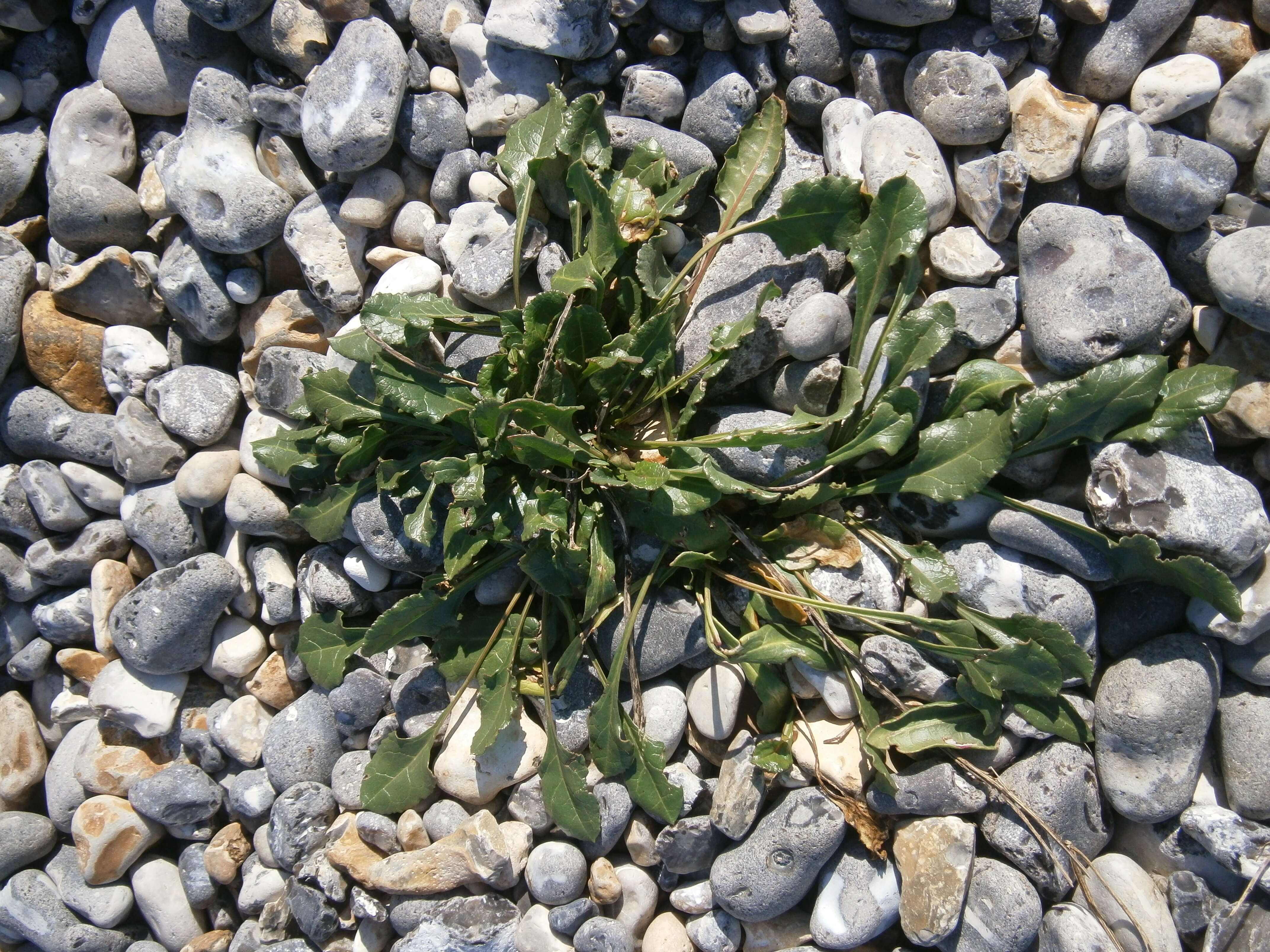 Image of sea beet