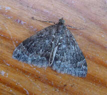 Image of common marbled carpet