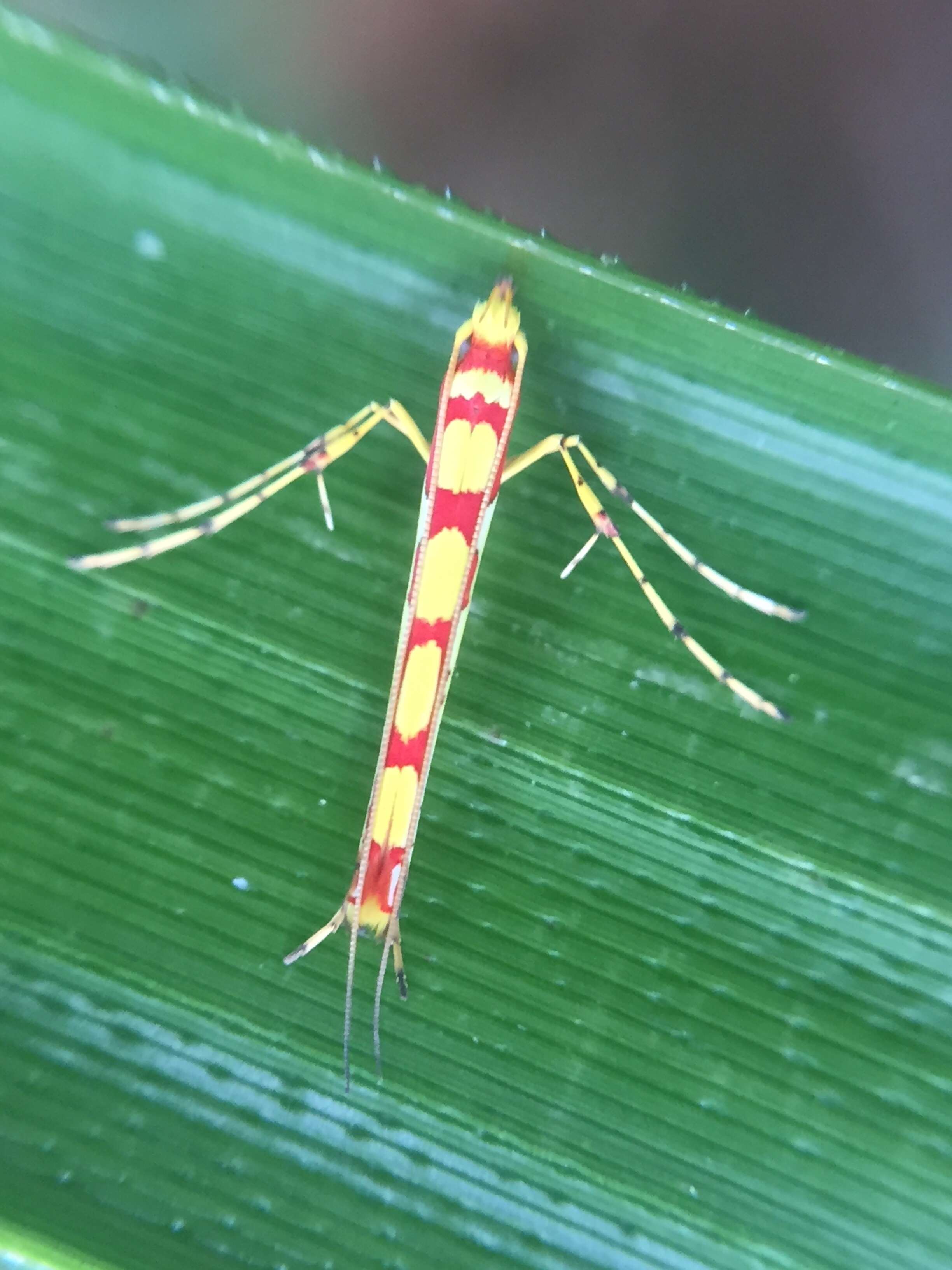 Image of Macarostola miniella (Felder & Rogenhofer 1875)