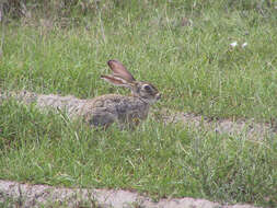 Lepus victoriae Thomas 1893 resmi