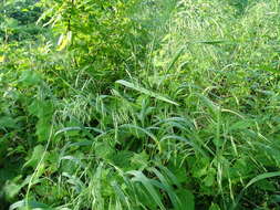 Image of earlyleaf brome