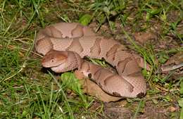 Image of Copperhead