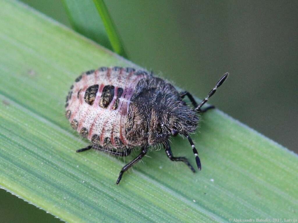 Image of sloe bug