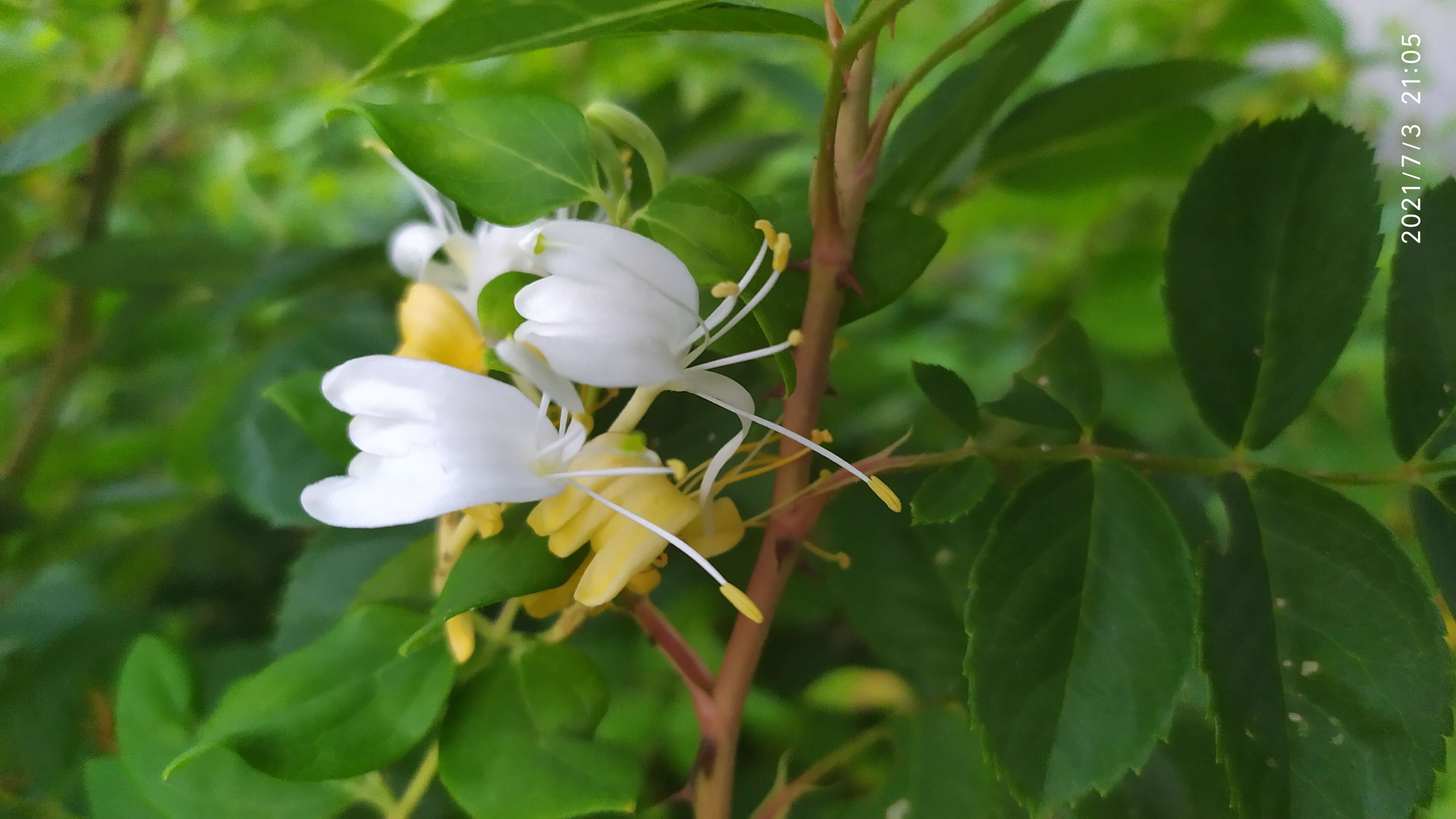 Imagem de Lonicera japonica Thunb.