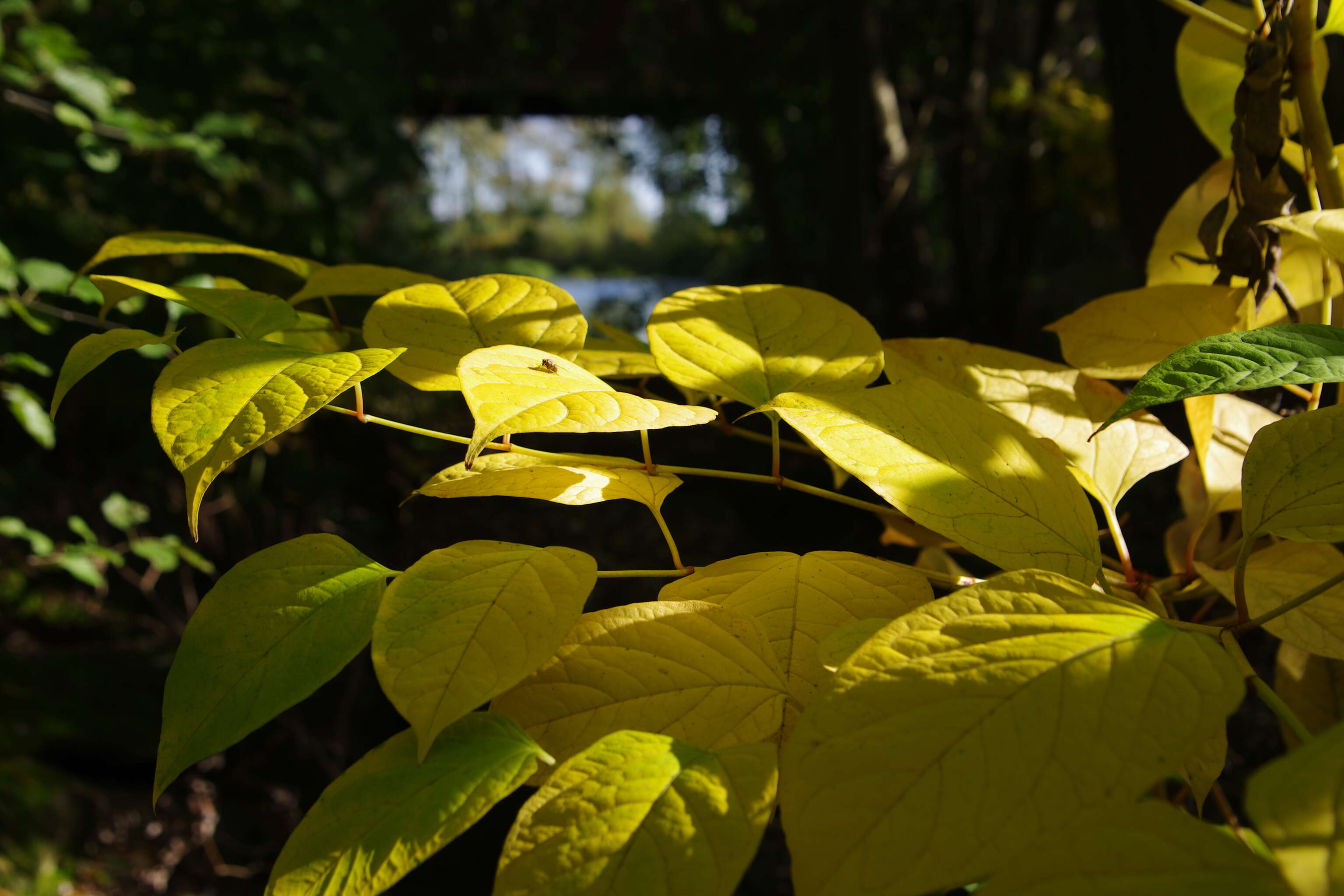 Image of Japanese Knotweed