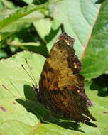 Слика од Polygonia progne Cramer 1775