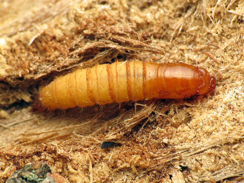 Image of xylophagid flies