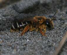 Image of Orange-legged furrow bee