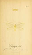 Image of Goldeneyed Lacewing
