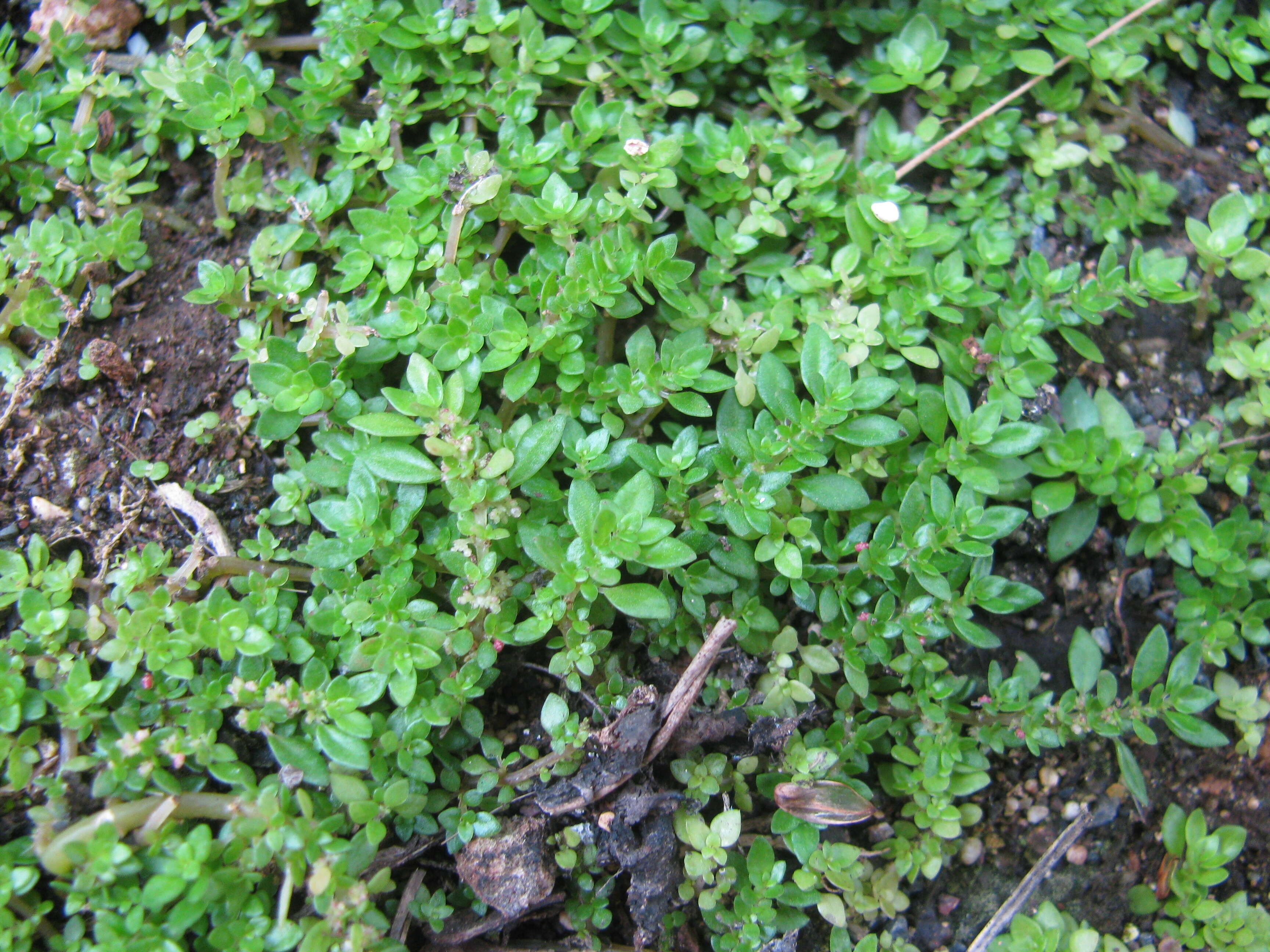 Image of rockweed