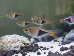 Image of Harlequin rasbora