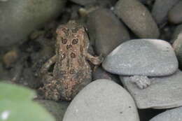 Image of American Toad