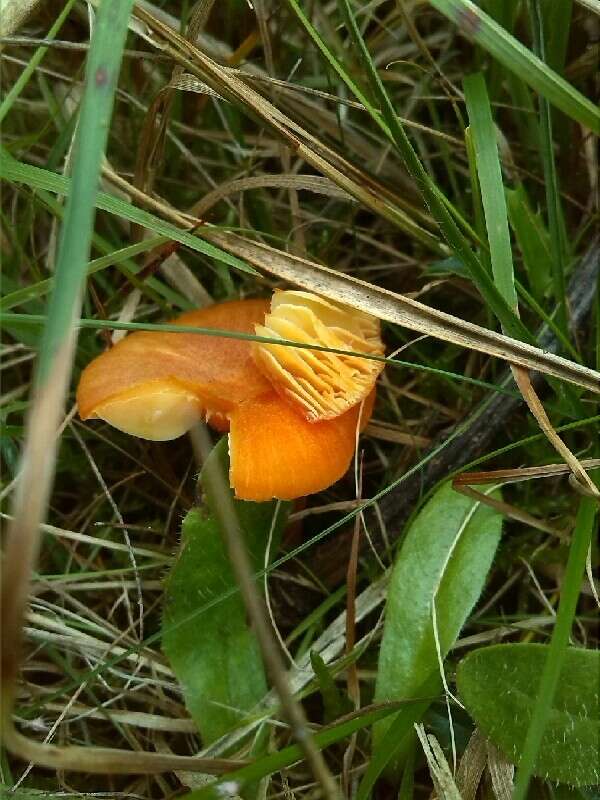 Image of Hygrocybe miniata (Fr.) P. Kumm. 1871